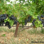 Winogrona Alminsky
