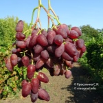 Winogronowy Ametyst Nowoczerkask