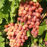 Winogrona Anyuta