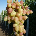 Winogrona Angelica