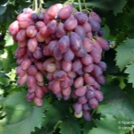 Winogrona Azja