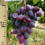 Winogrona Atamana