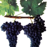 Winogrona Bastardo Magarach