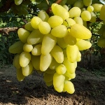 Winogrona Bazhena