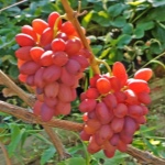 winogrona z Czech