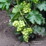 Winogrona Darii