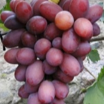 Winogrona Dashunya
