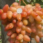 Winogrona Dixona