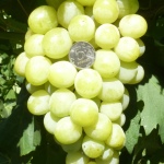 Winogrona Giny