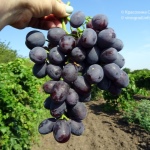 Winogronowy Everest