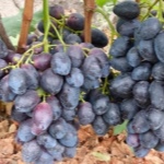 Winogrona Furor