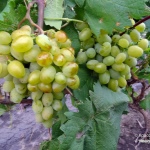 Winogrona Galahad