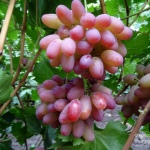 Winogrona Helios