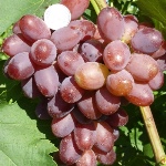Winogrona husarskie