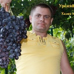 Winogrona Hadji Murat