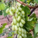 Winogrona damskie palce