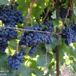 Winogrona Cabernet Cortis