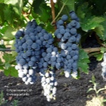 Winogrona Cabernet Sauvignon