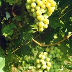 Winogrona Kesha