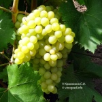 Winogrona Kiszmisz 342