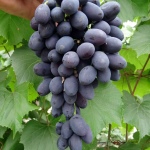 Winogrona Codryanka