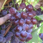 Winogrona Lidii
