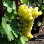 Winogrona Liepajas Dzintars