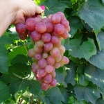 Winogrona z Libii