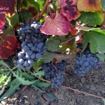 Winogrona Malbec