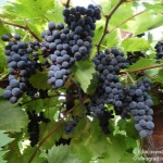 Winogrona markietowe