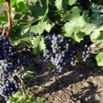 Winogrona Merlot