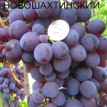 Muscat winogronowy Nowoszachtinski