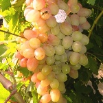 Winogrona Nachodka