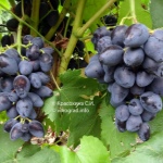 Winogronowy Rombowy