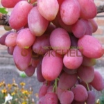 Winogrona Rosalind