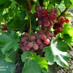 Winogrona Rosemus