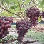 Winogrona Rumeika
