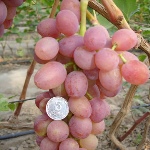 Winogrona Ruta
