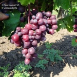 Winogronowy Tulipan