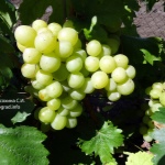 Winogrona Valyok