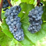 Dzielny winogron