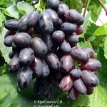 Winogrona Velika