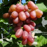Vinograd Victor
