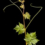 Winogrona Viorika