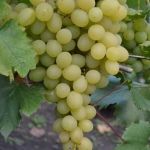 Winogrona Rozkosz