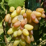 Winogrona Rocznica Nowoczerkaska