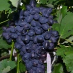 Winogrona Zabawa