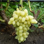Winogrona Zarnitsa