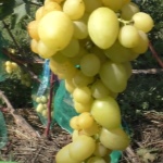 Winogrona Zlato