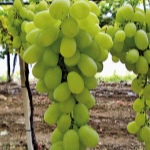Winogrona Afrodyta